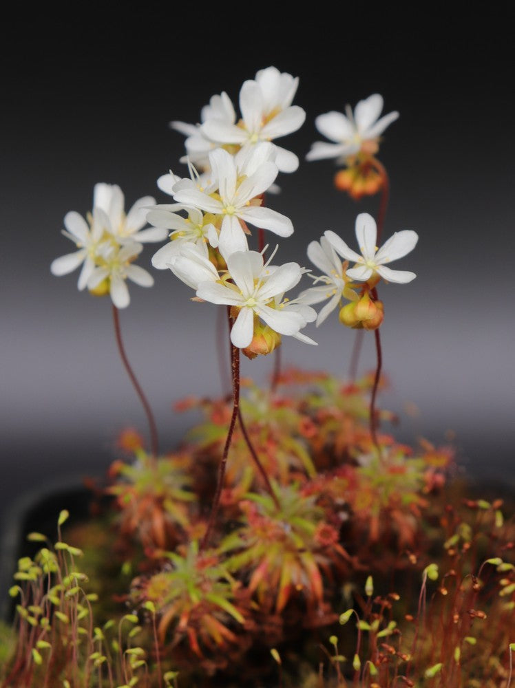 Drosera dichrosepala (Gemme in vaso)