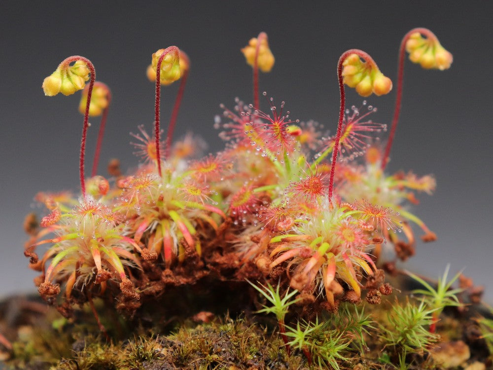 Drosera dichrosepala (Gemme in vaso)