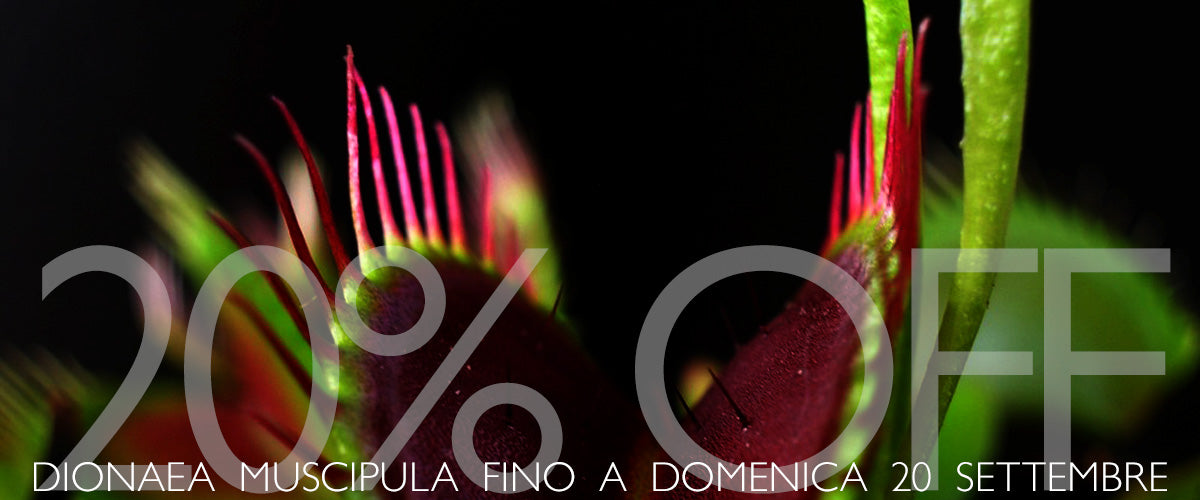 Slide immagine