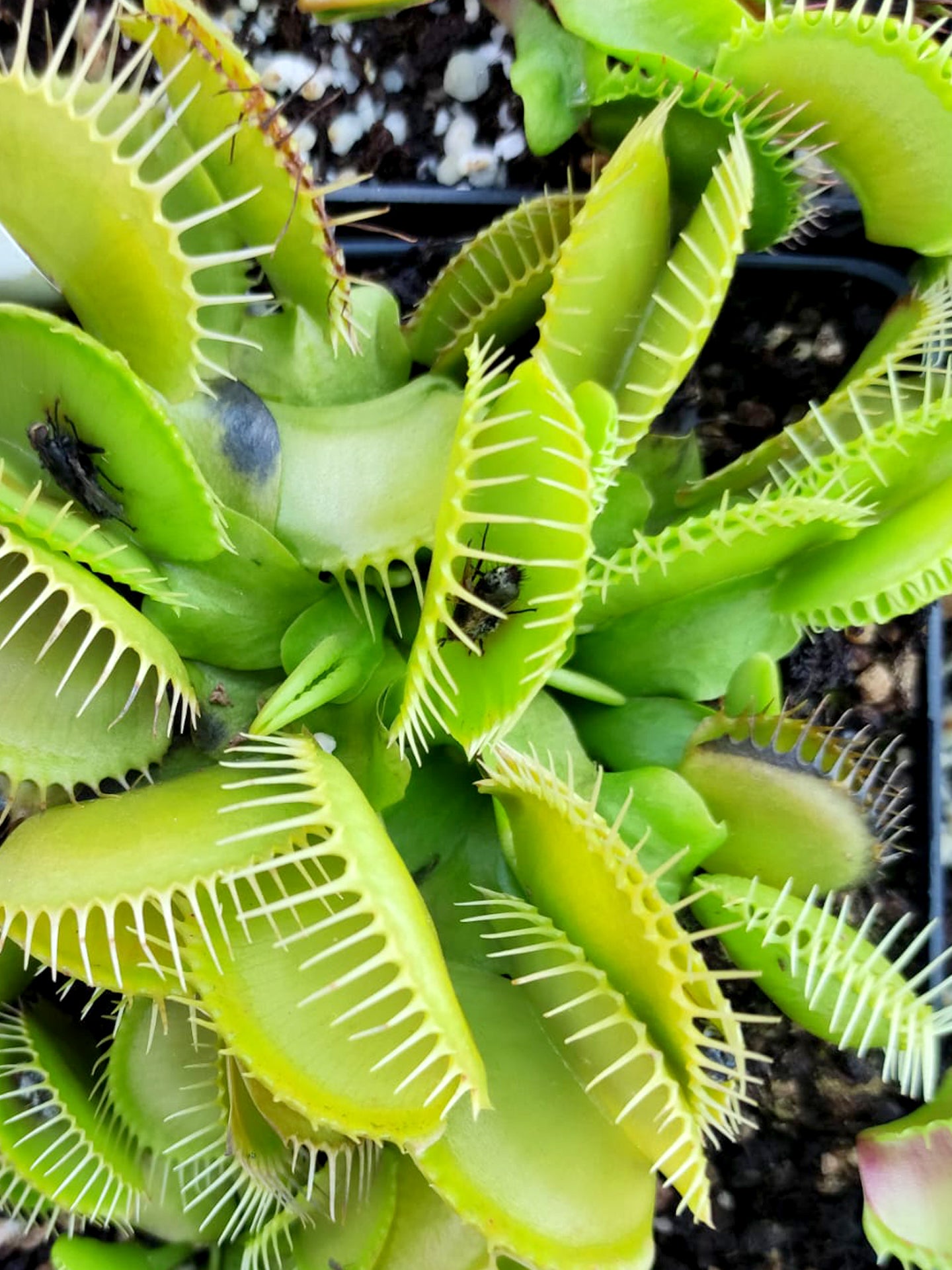 Dionaea muscipula "Hulk" Grüngelber Riese