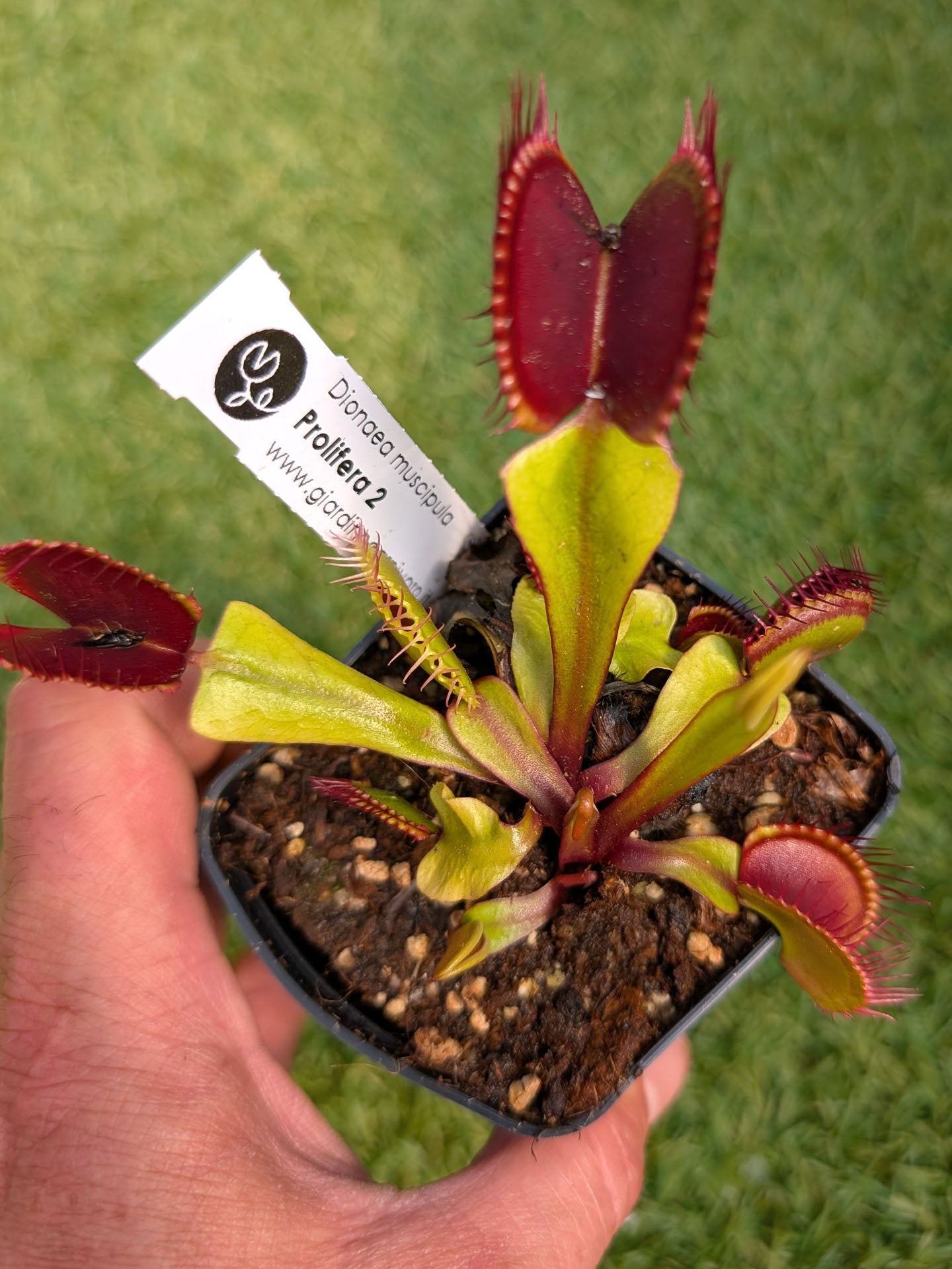 Dionaea muscipula Prolifera 2