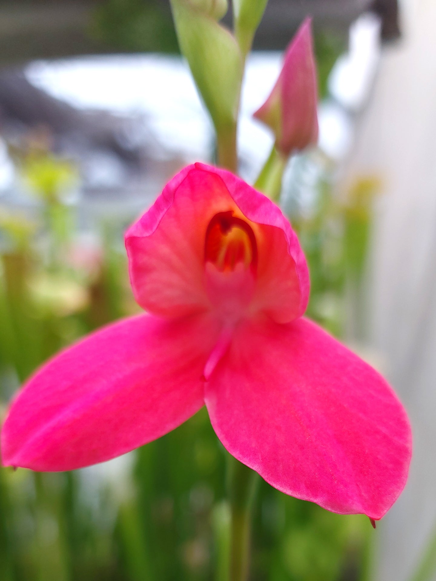 Disa x "Diores"