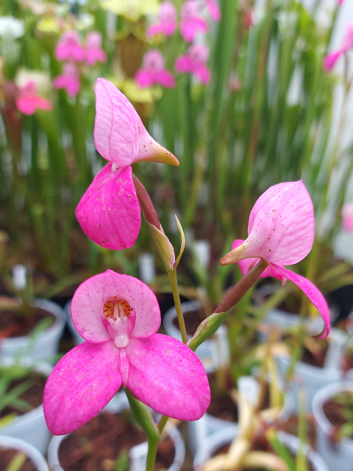 Disa x „Kewensis May“
