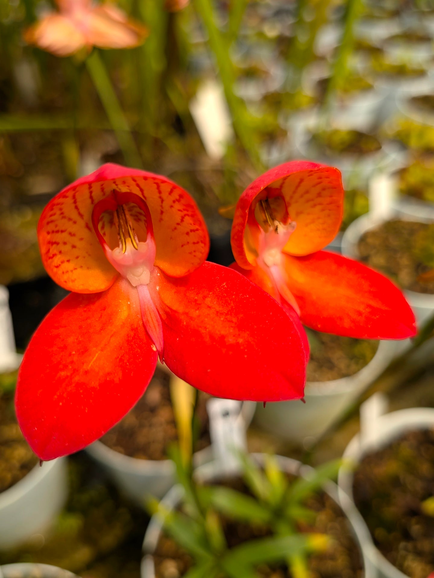 Disa x "Watsonii Red"