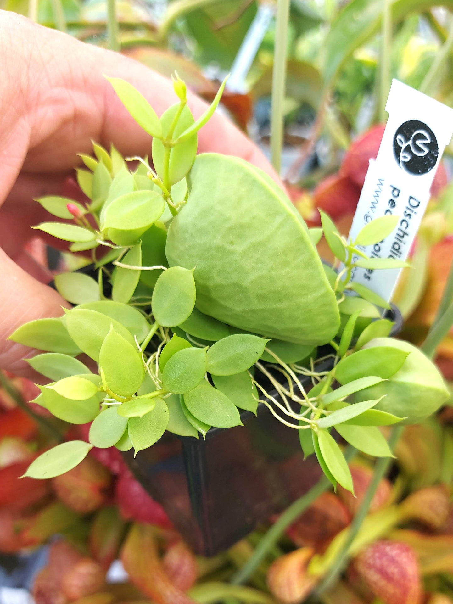 Dischidia pectinoides