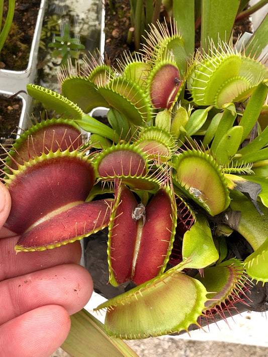 Dionaea muscipula DM27 MK "Giant Trap"