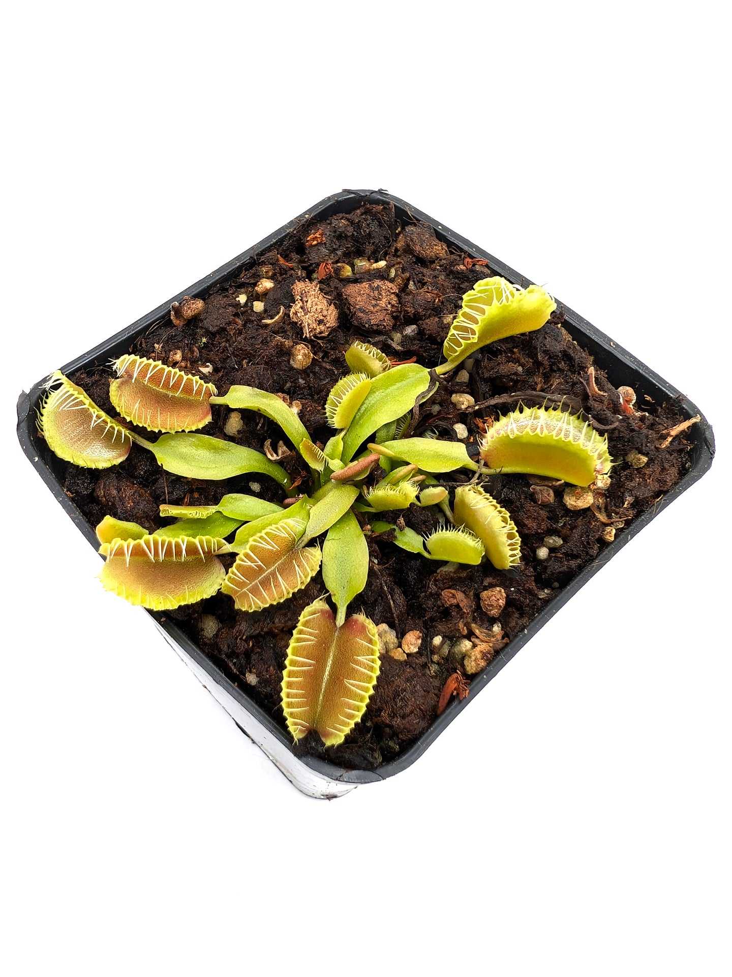 Dionaea muscipula GJ Dr. Mabusa