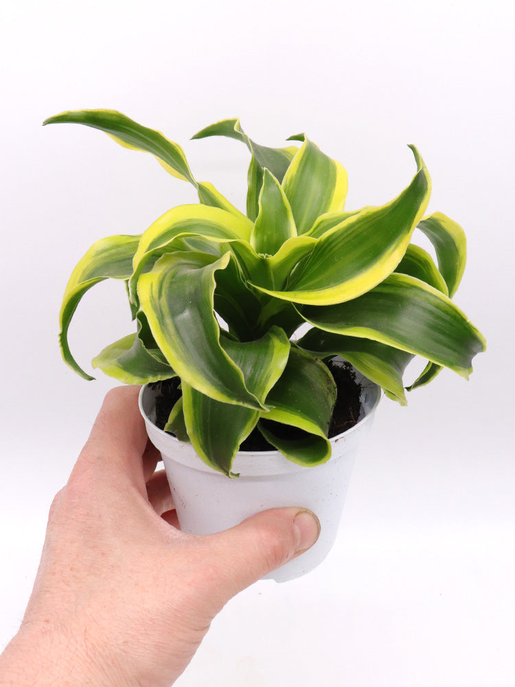 Dracaena fragrans „Tornado“