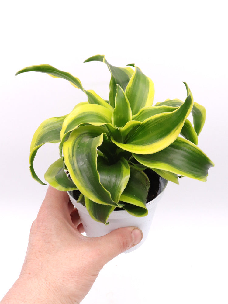 Dracaena fragrans „Tornado“