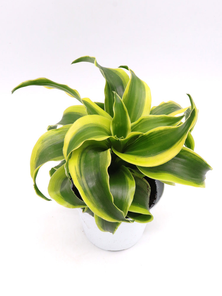 Dracaena fragrans „Tornado“