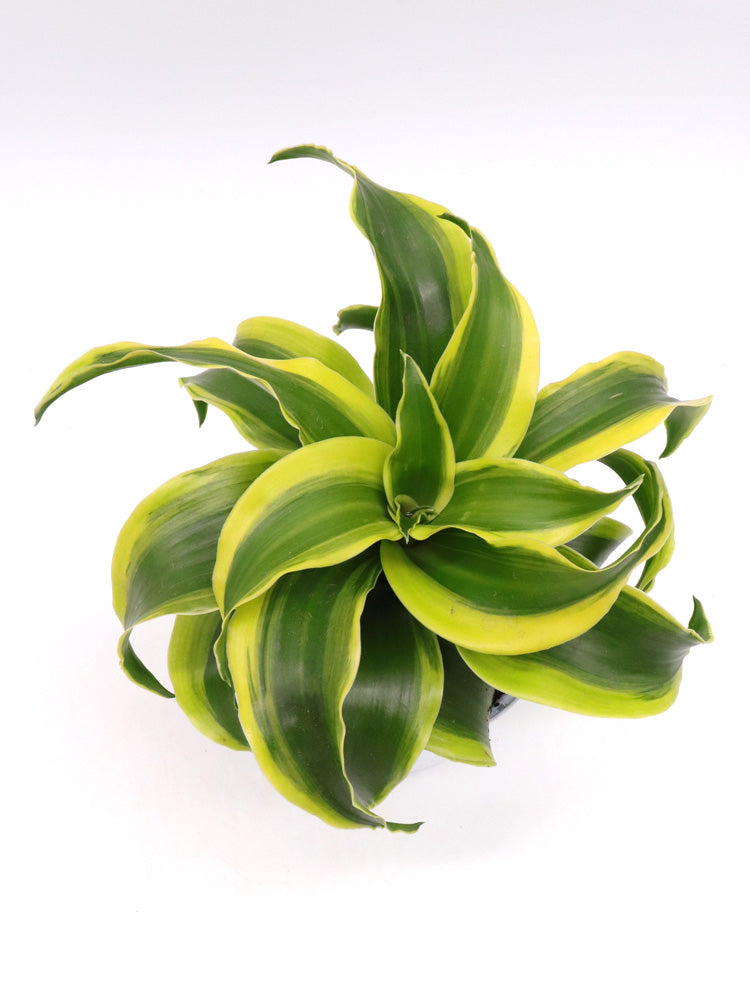 Dracaena fragrans „Tornado“