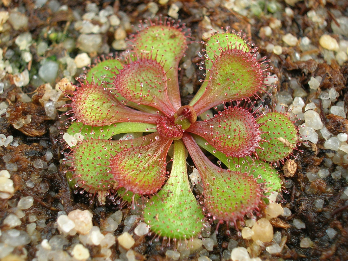 Drosera lowriei "Type" West Australia