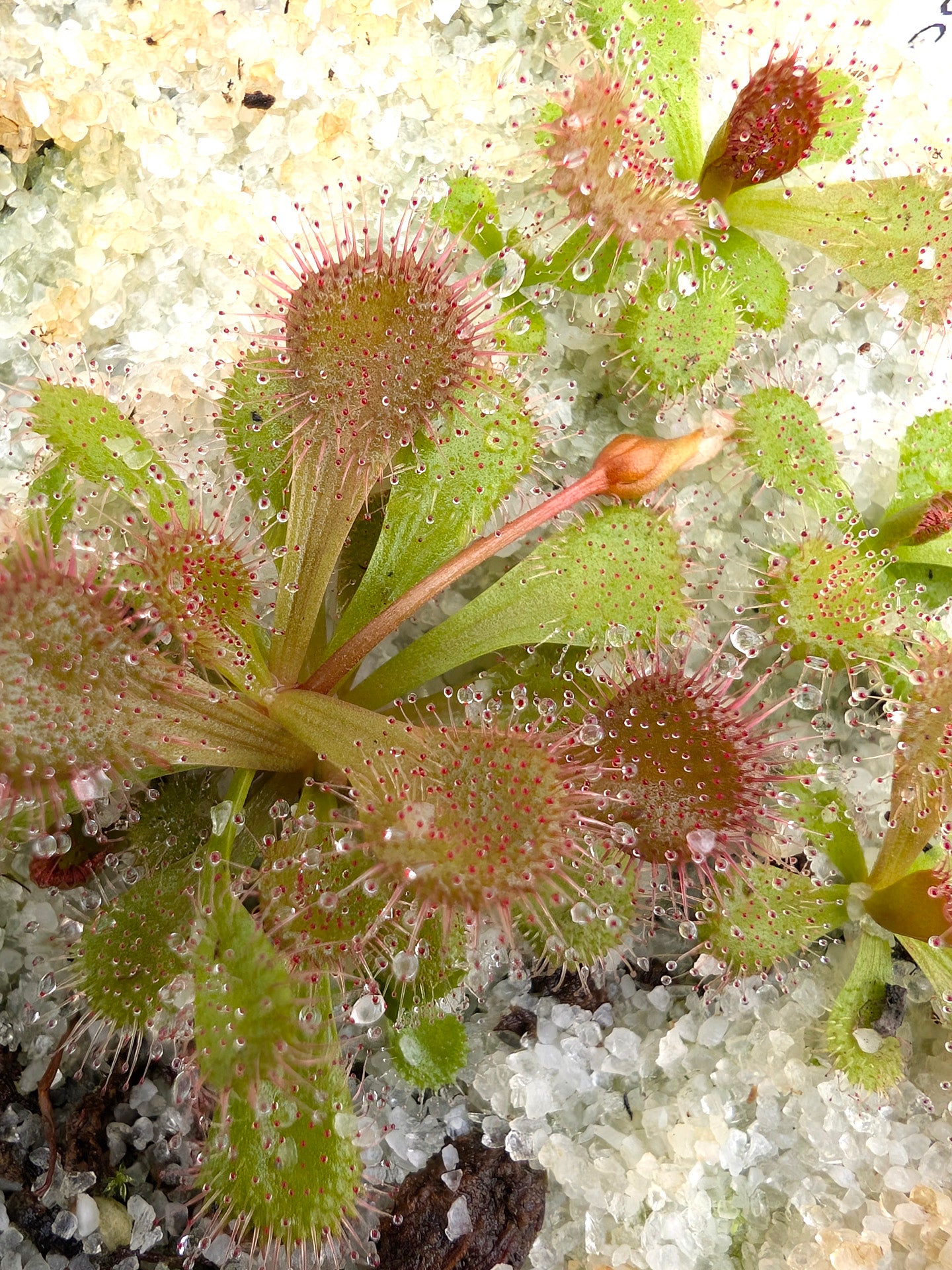 Drosera aberrans