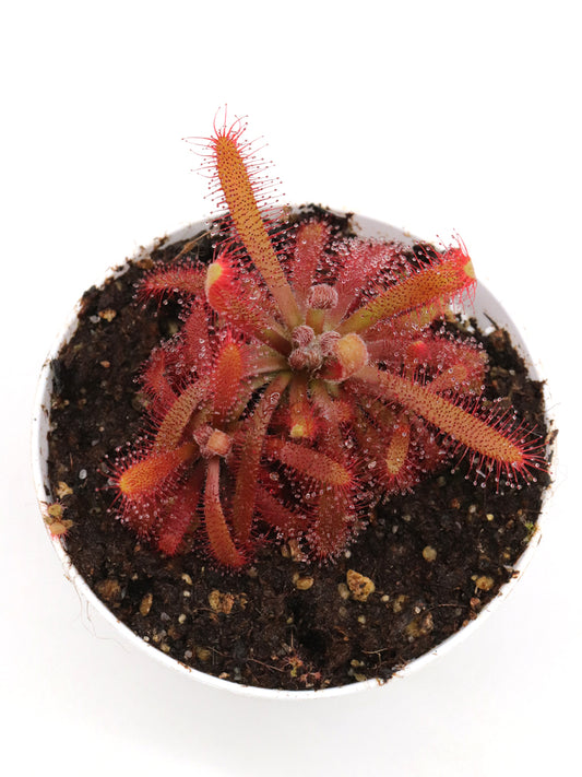 Drosera chimaera   Crystalia, Minas Gerais, Brazil