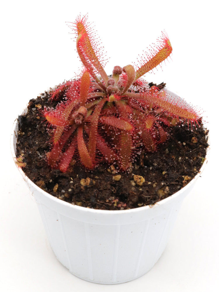 Drosera chimaera Crystalia, Minas Gerais, Brazil