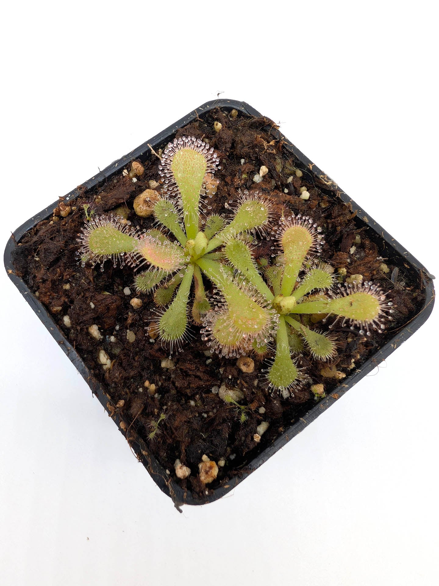 Drosera coccicaulis "albino form"