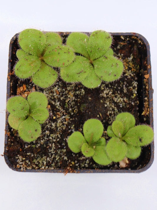 Drosera erythrorhiza var. imbecilla B Strain