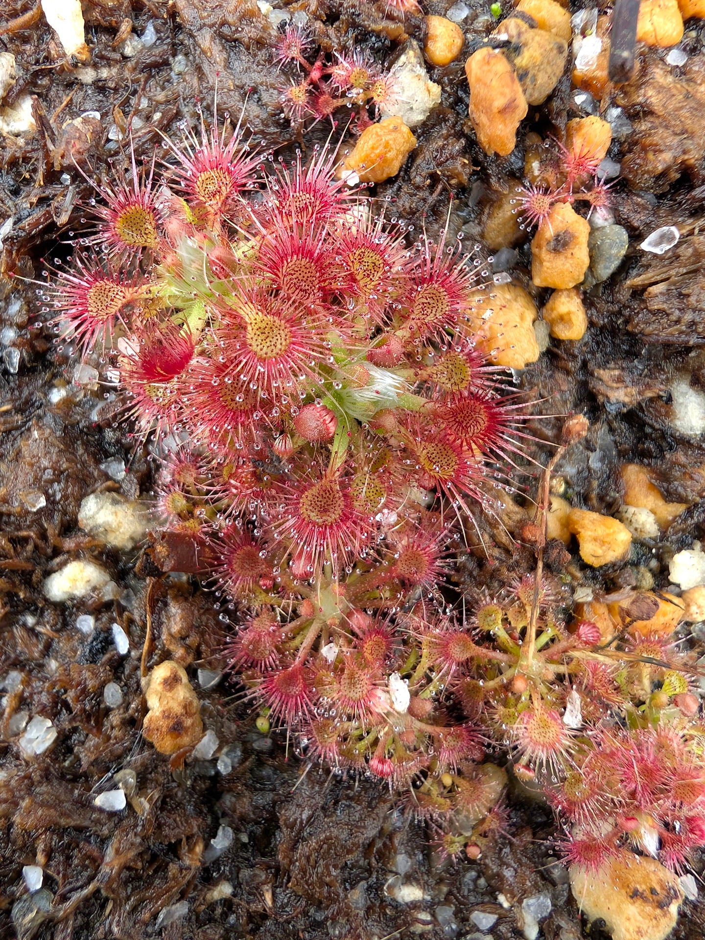 Drosera leucostigma