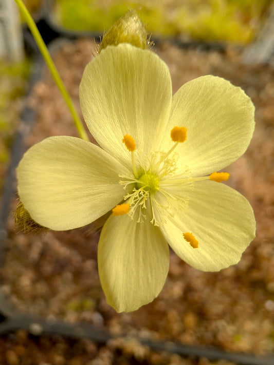 Drosera macrantha ssp. macrantha