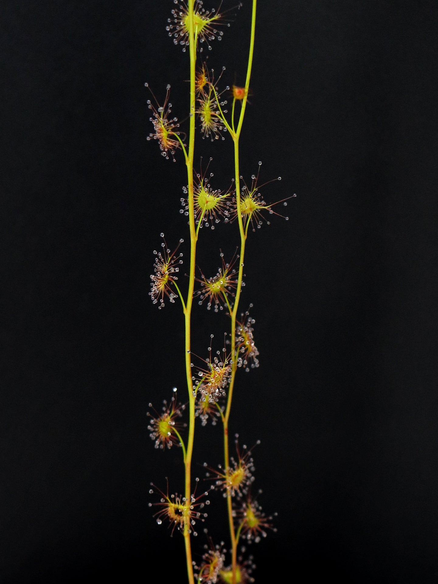 Drosera peltata Madden, Western Australia
