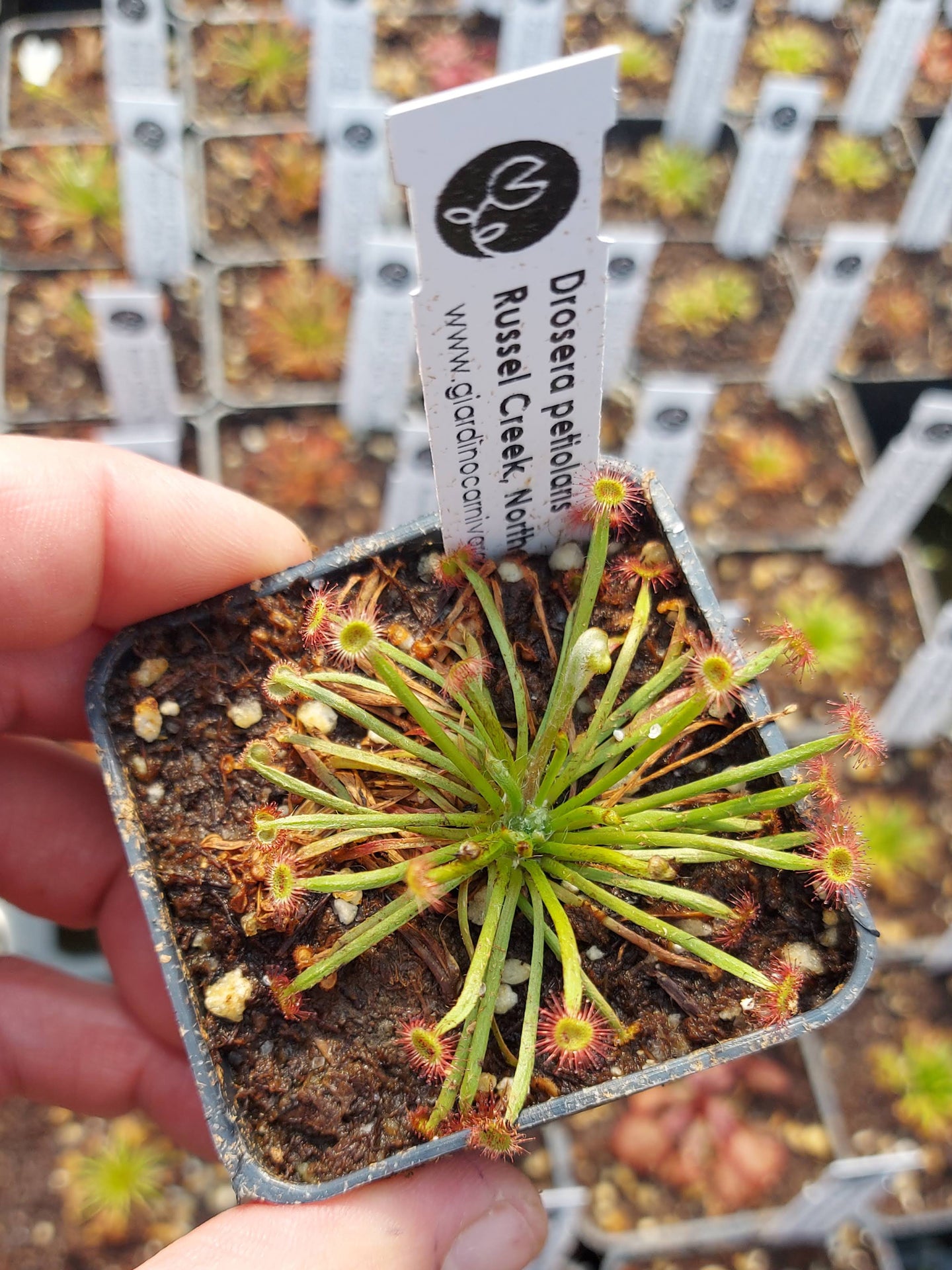 Drosera petiolaris Russell Creek, North Queensland, AU