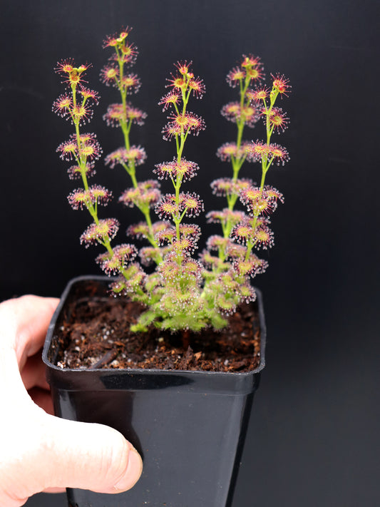 Drosera stolonifera ssp. compacta Katanning x stolonifera Dark Green Form
