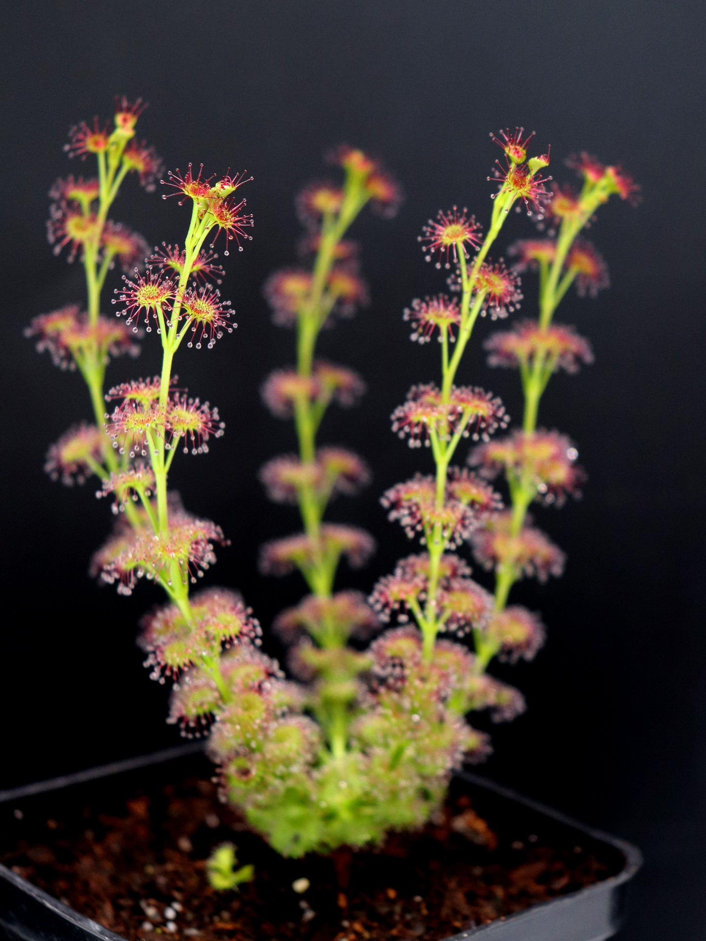 Drosera stolonifera Dark Green Form x stolonifera Mattner