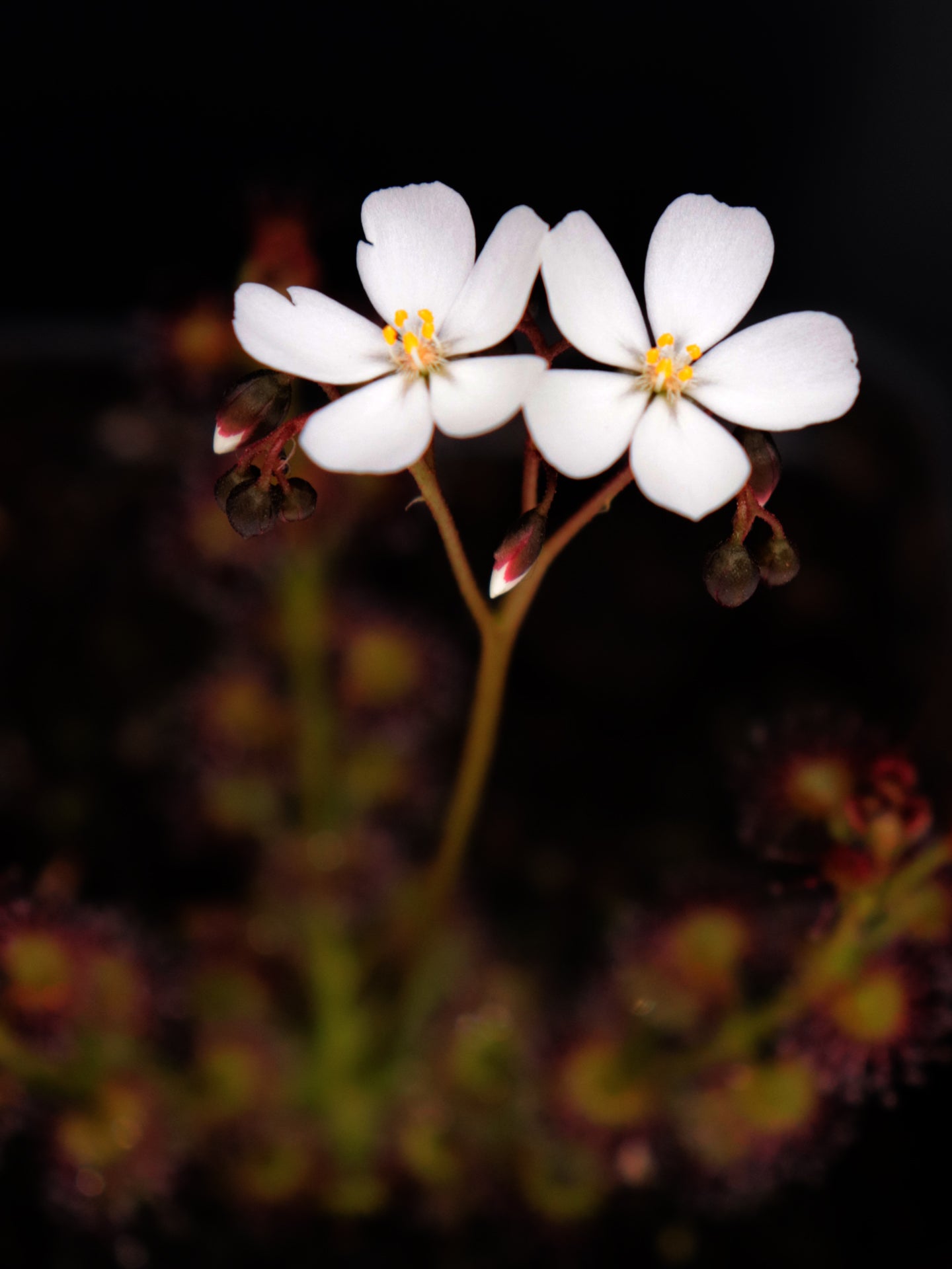 Drosera stolonifera ssp. compacta Katanning x stolonifera Dark Green Form