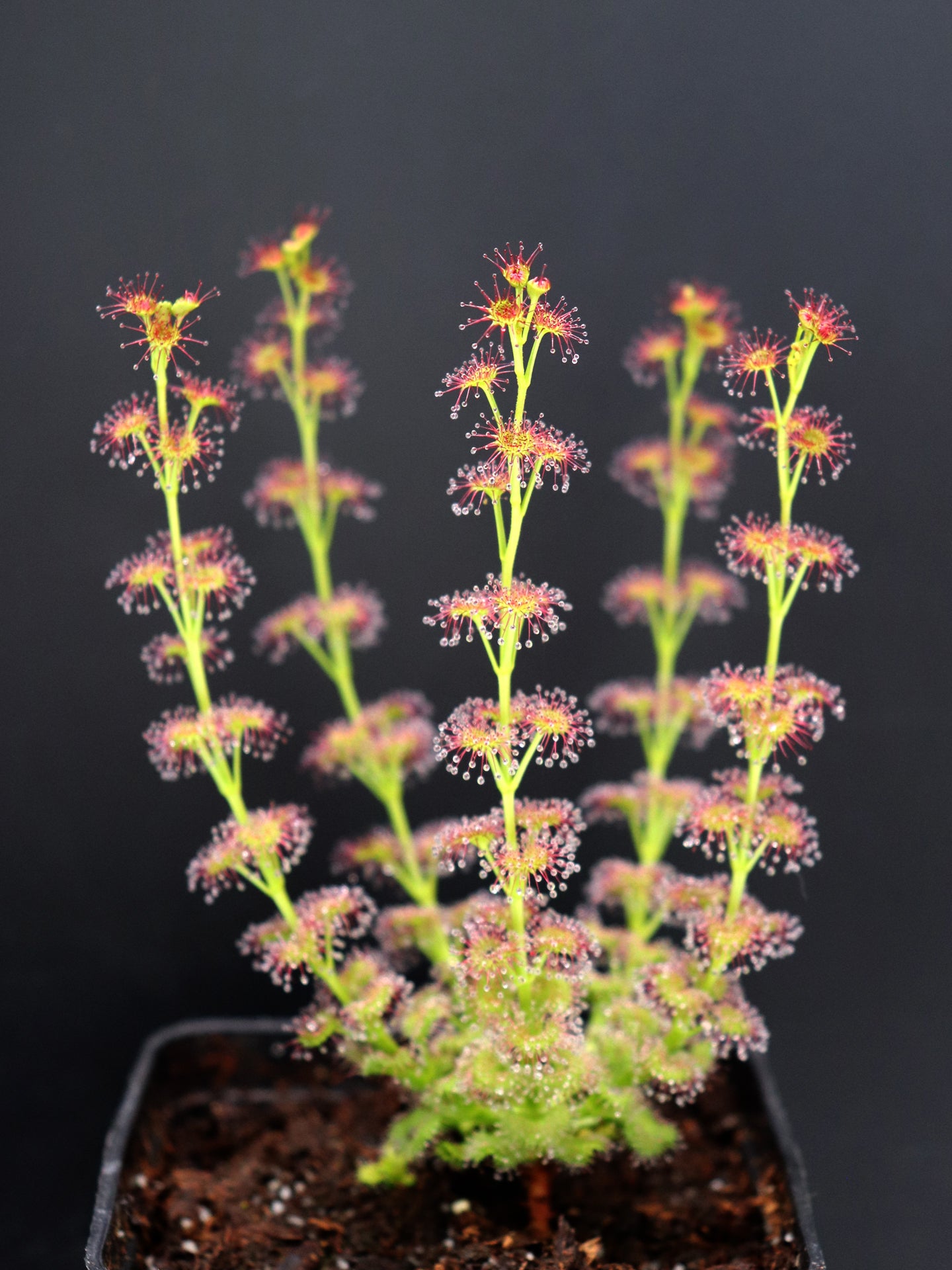 Drosera stolonifera Dark Green Form x stolonifera Mattner