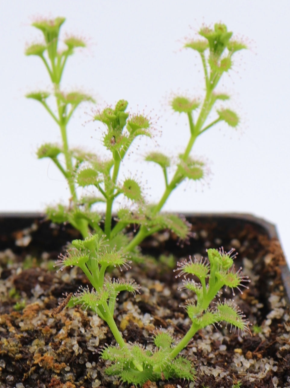 Drosera stolonifera Dark Green Form x stolonifera Mattner
