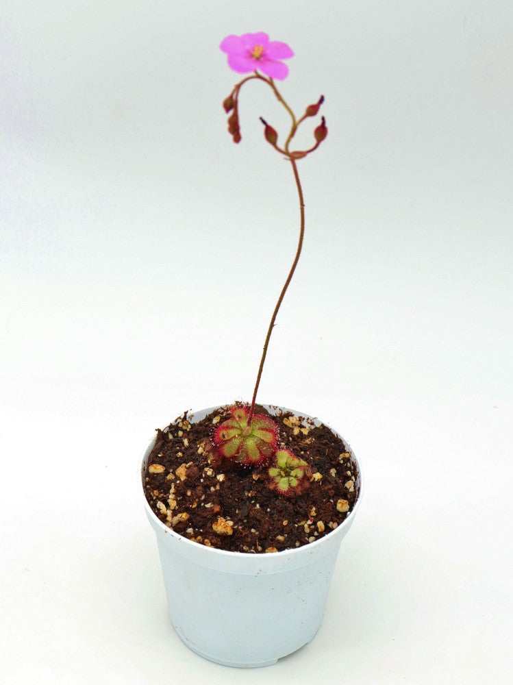 Drosera admirabilis