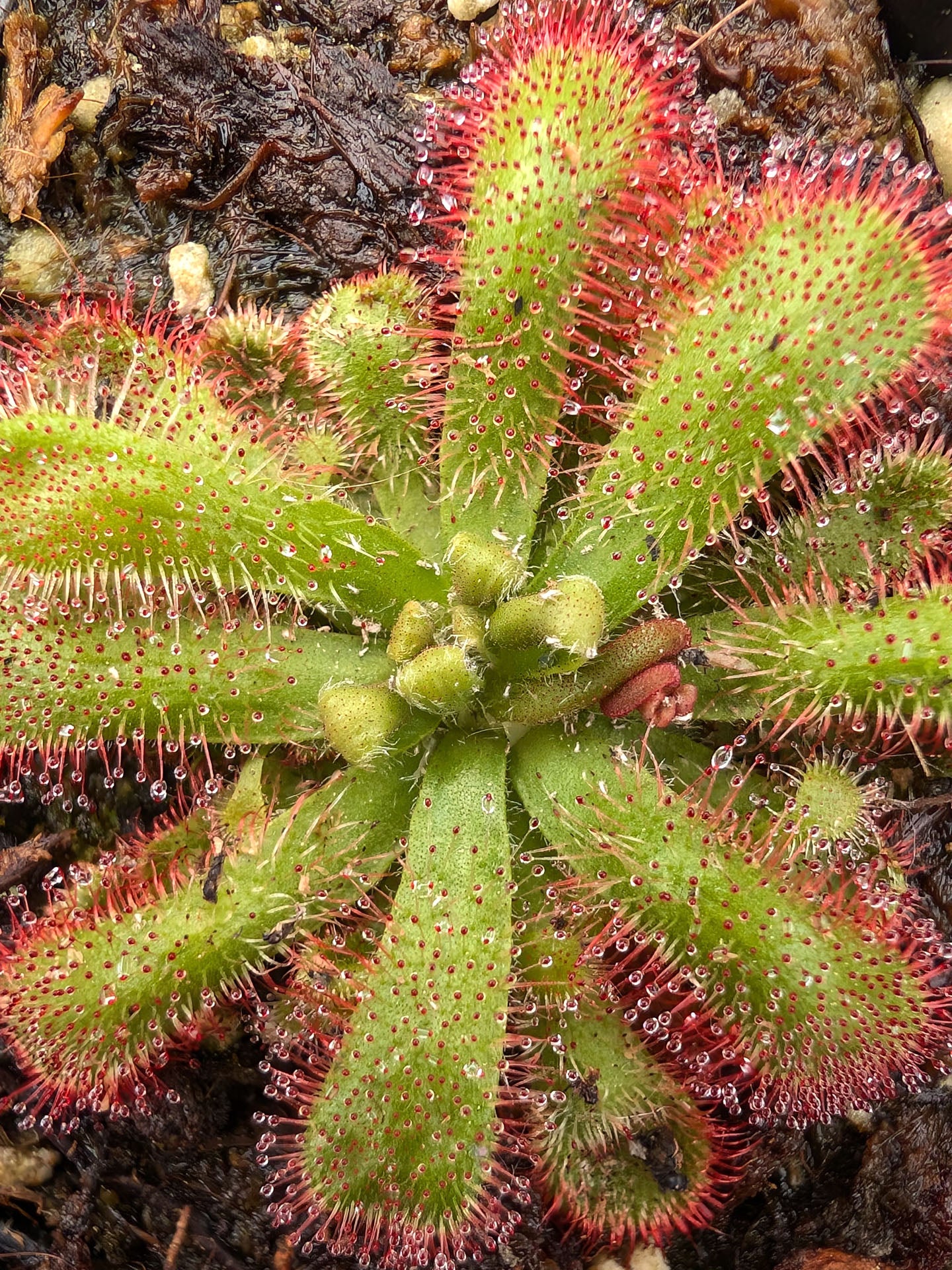 Drosera coccicaulis