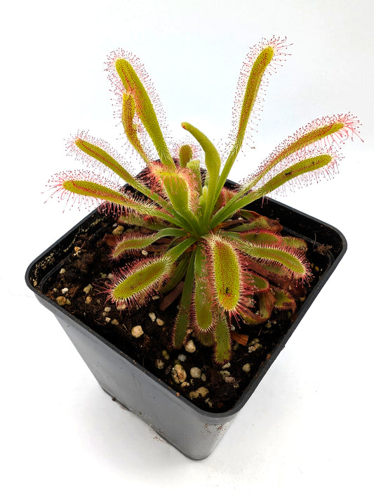 Drosera esterhuyseniae x capensis