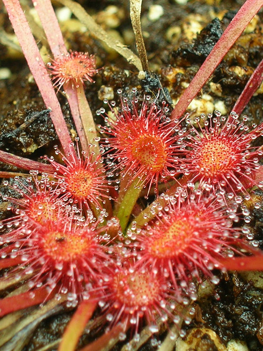 Drosera kenneallyi  Fog Bay, Northern Territory, AU