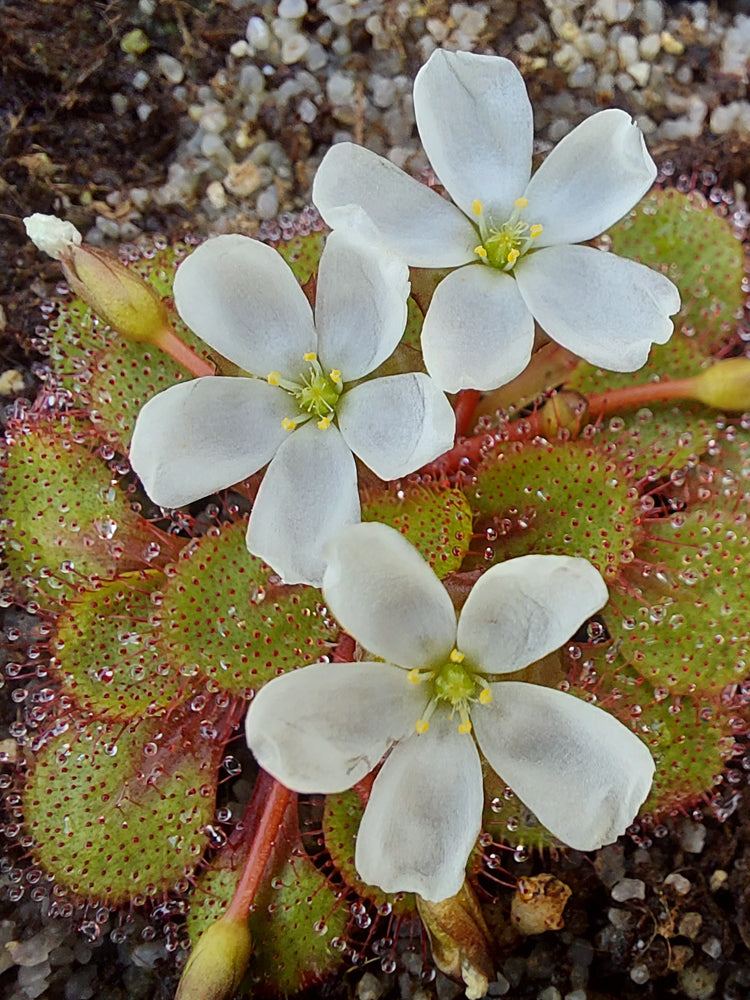 Drosera lowriei Holt Rock, West Australia