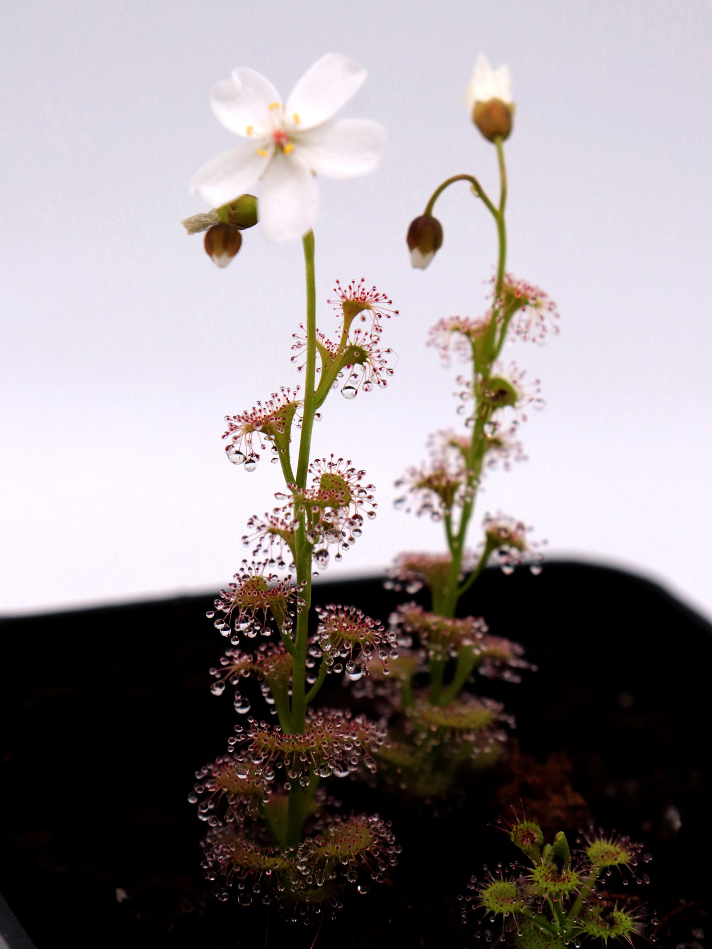 Drosera platypoda Stirling range