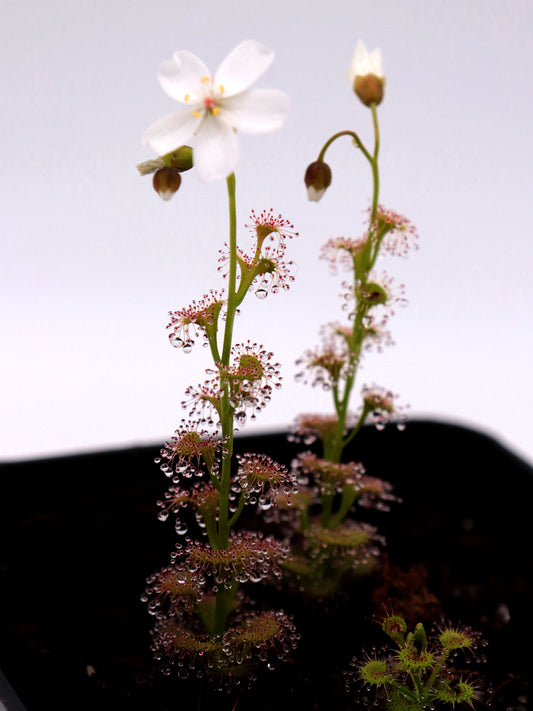 Drosera platypoda  Stirling range