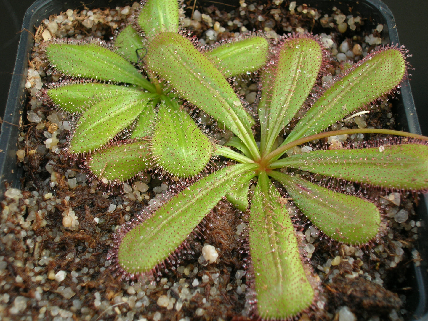 Drosera prostratoscaposa