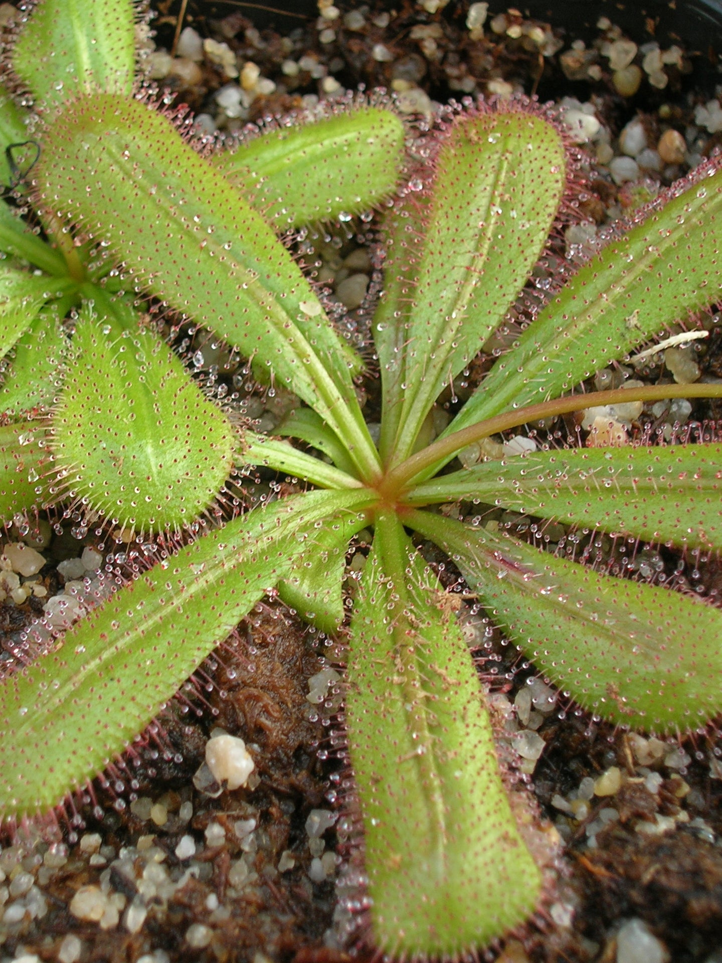 Drosera prostratoscaposa