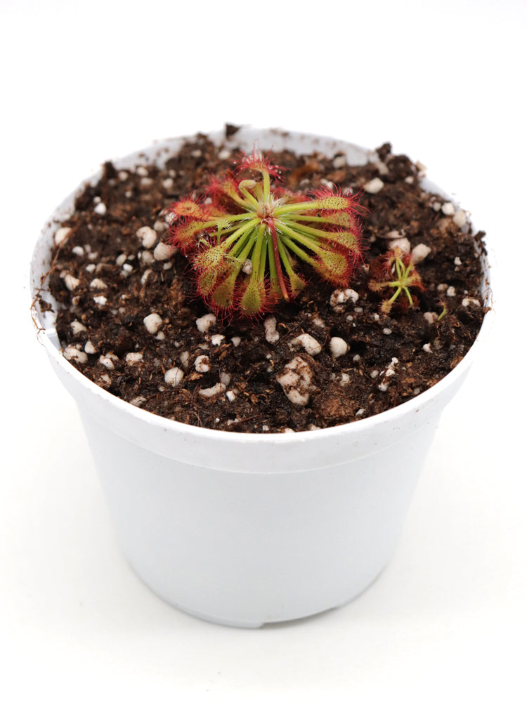 Drosera roraimae