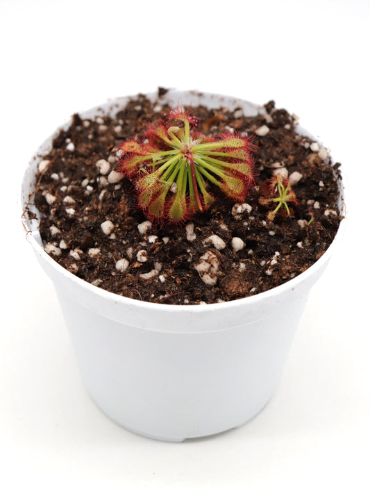Drosera roraimae