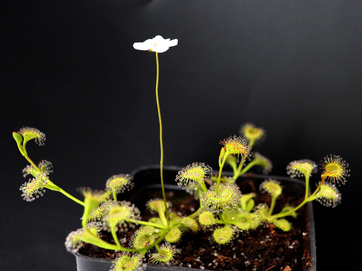 Drosera rupicola "Golden Green"