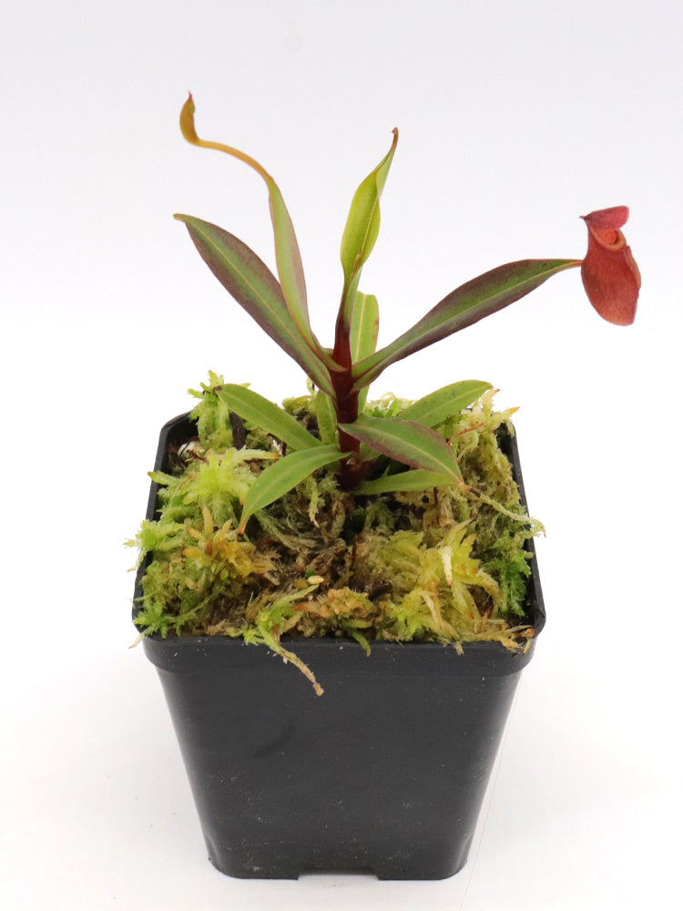 Nepenthes dubia Malea, Sumatra
