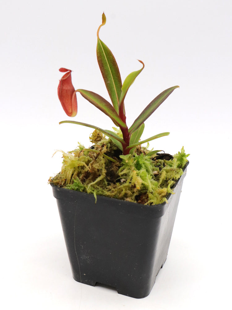 Nepenthes dubia Malea, Sumatra