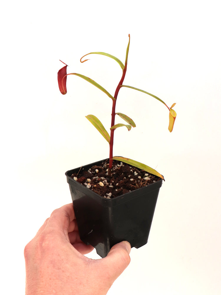 Nepenthes dubia Malea, Sumatra