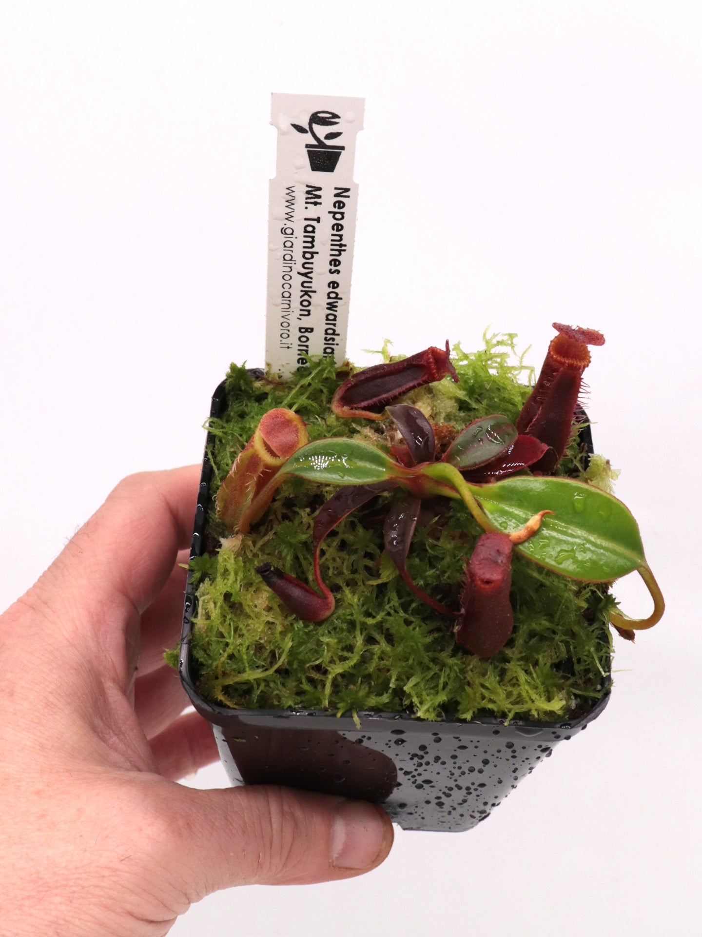 Nepenthes edwardsiana Mount Tambuyukon