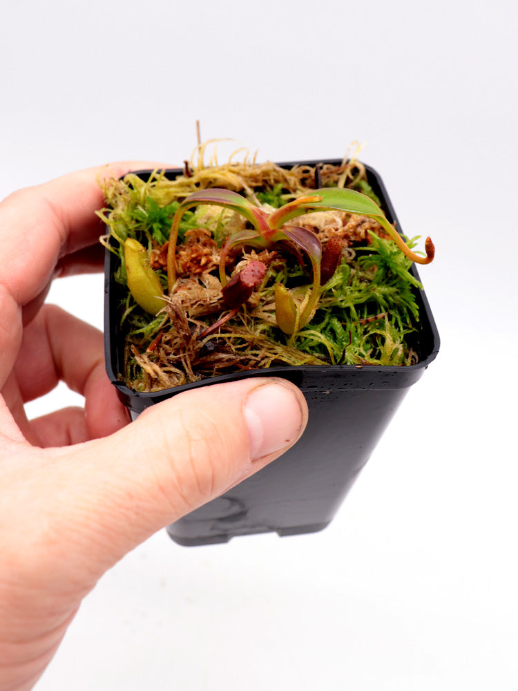 Nepenthes edwardsiana Mount Tambuyukon