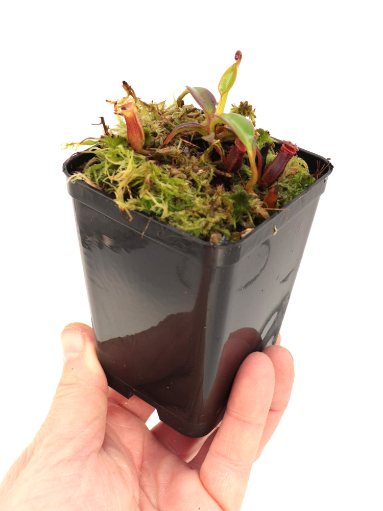 Nepenthes edwardsiana Mount Tambuyukon