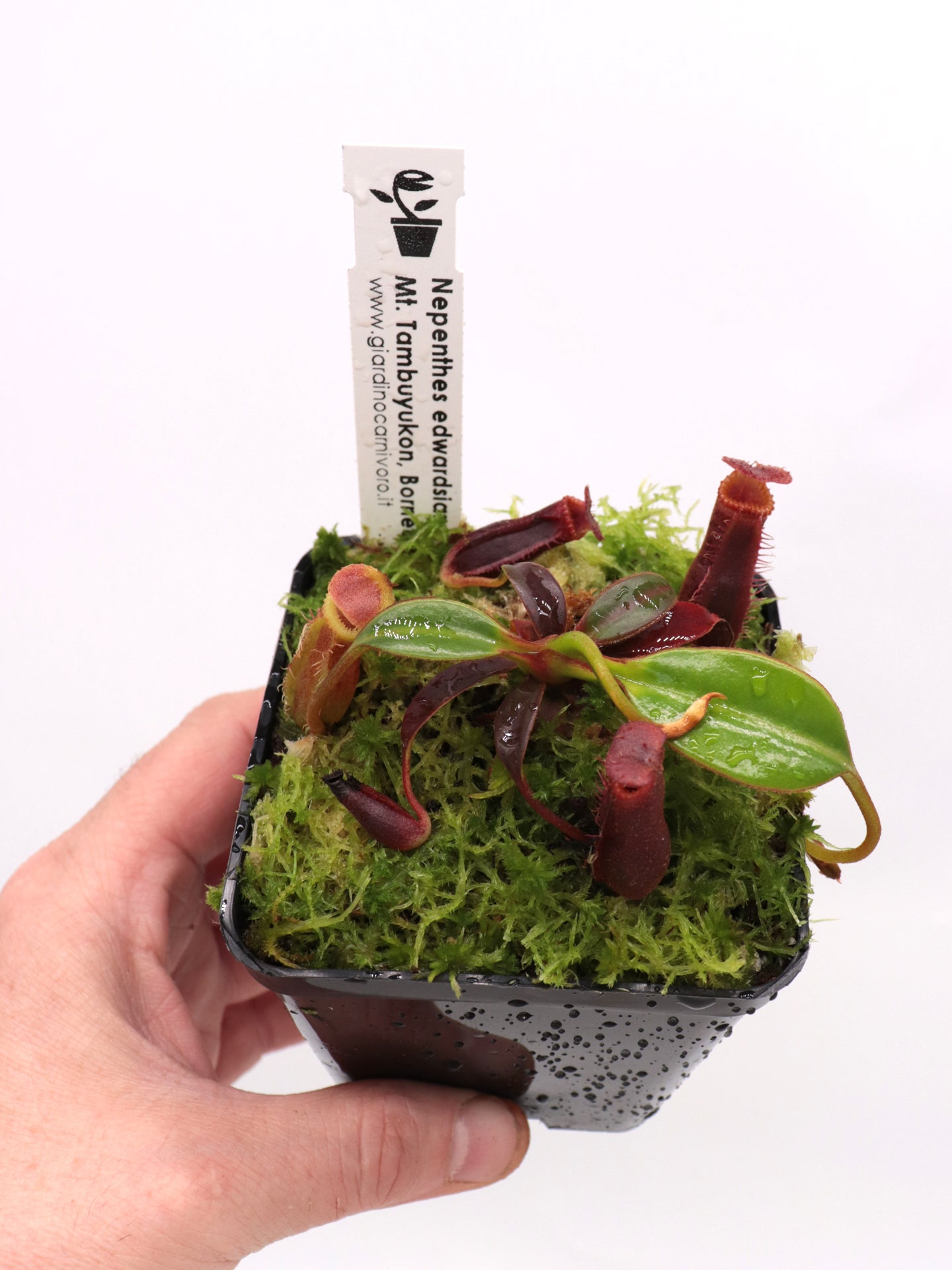Nepenthes edwardsiana Mount Tambuyukon