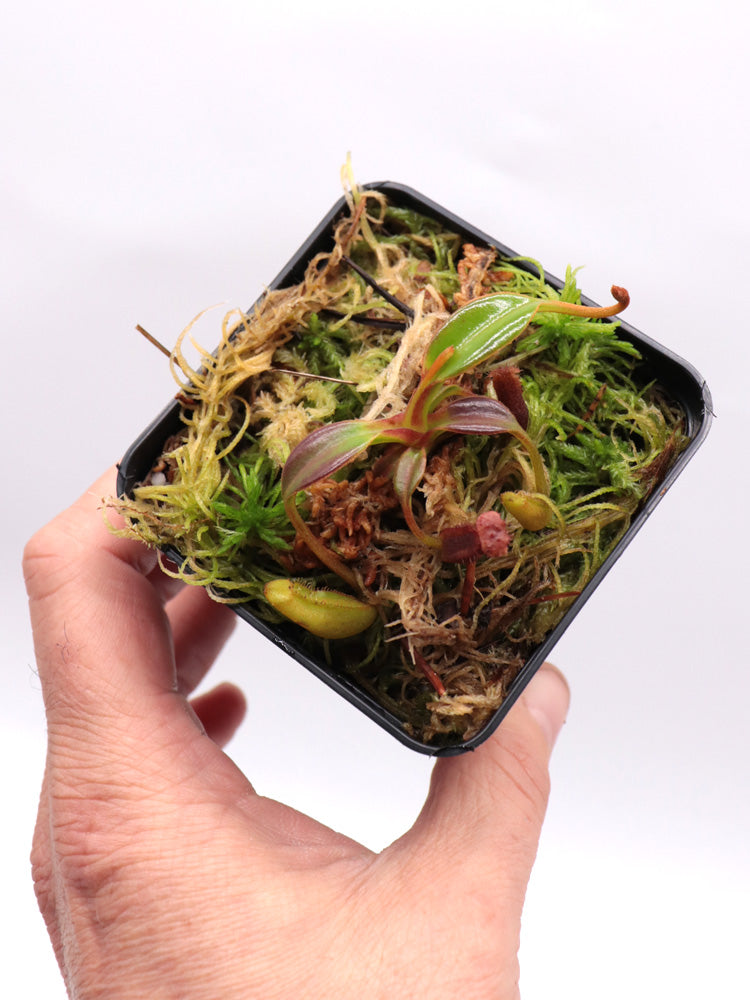 Nepenthes edwardsiana Mount Tambuyukon